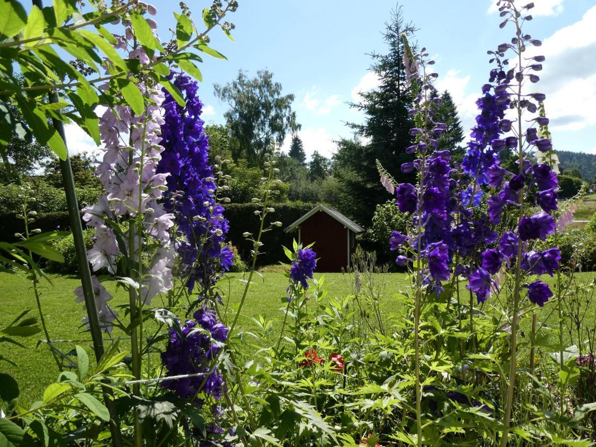 Ferienwohnung Mattenweg 1A Hinterzarten Dış mekan fotoğraf